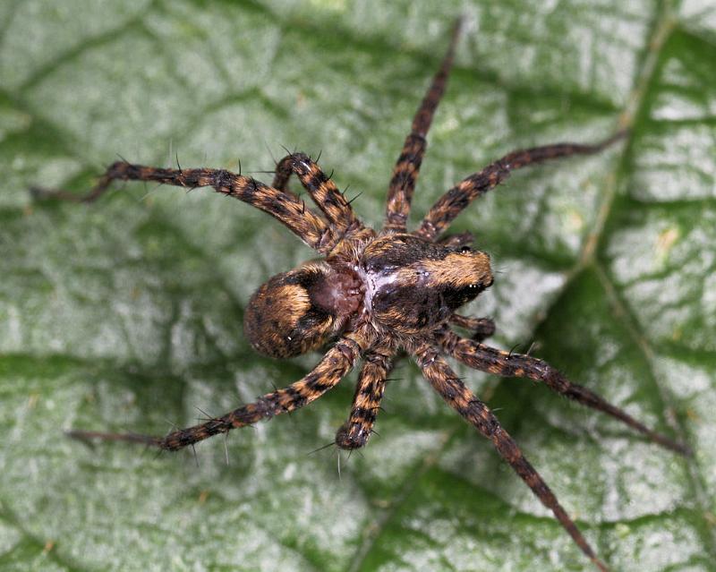 Pardosa_lugubris_D8199_Z_88_Bij afgraving_Nederland.jpg